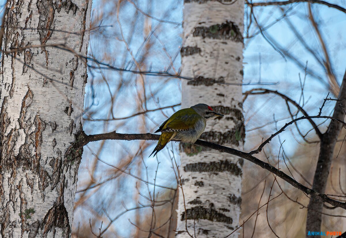   (Picus canus).  .