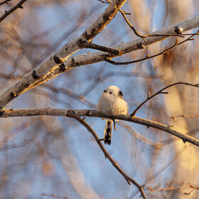  (Aegithalos caudatus).  .